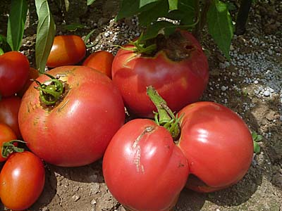 収穫したトマト　７／２０