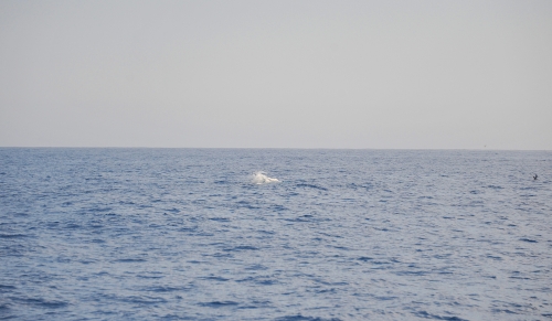 Whale First Sight