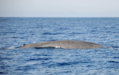 Blue Whale 4