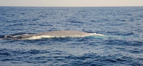 Blue Whale 5