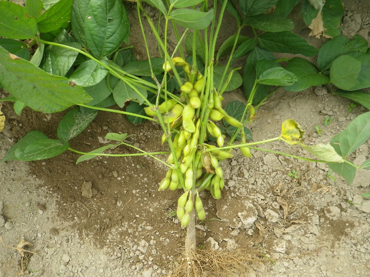 枝豆収穫14_08_02