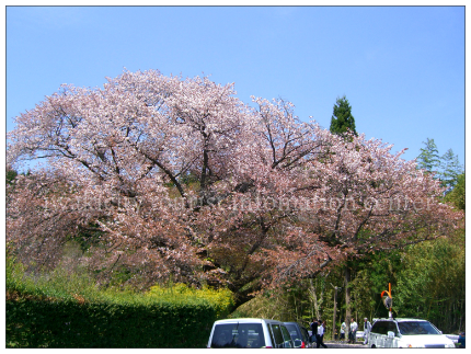 田人の石割桜4