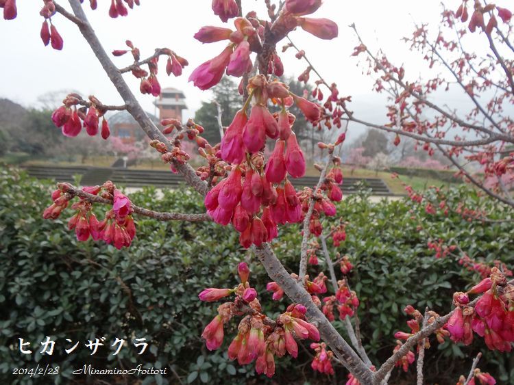 緋寒桜2014･2･28 008
