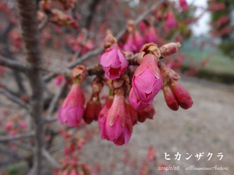 緋寒桜アップ2014･2･28 014