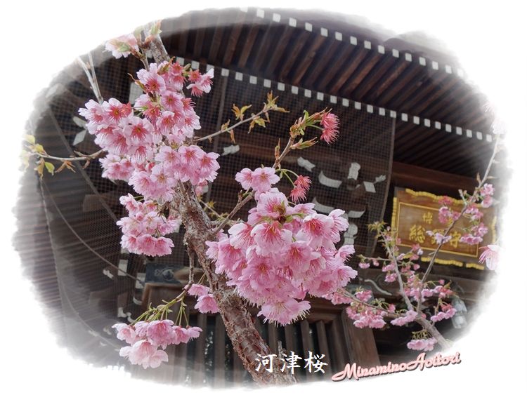 河津桜2014･3･4 091