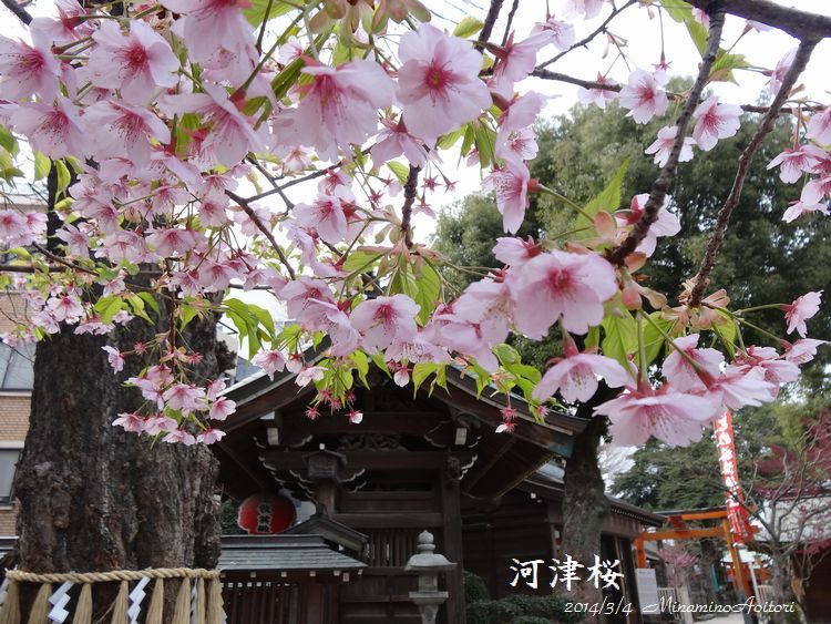 河津桜2014･3･4 014