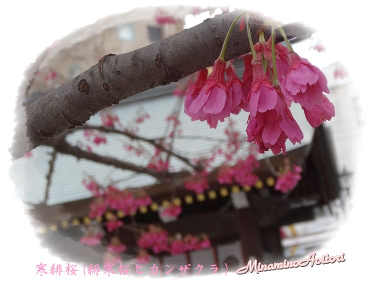 寒緋桜アップ2014･3･4 104