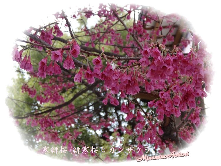 寒緋桜アップ2014･3･4 003
