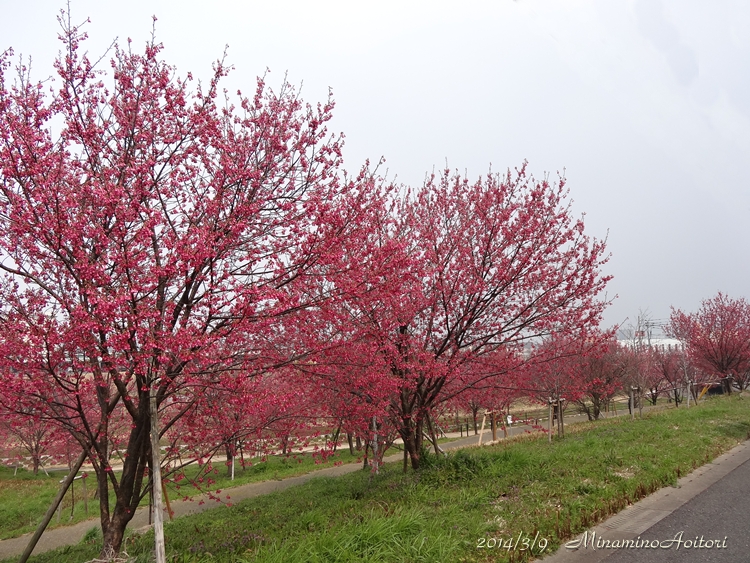緋寒桜並木上から2014･3･9 009