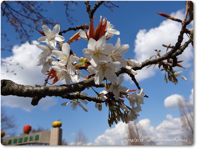 桜(入口)2014･3･21 026