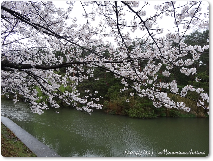 池にかかる桜枝2014･3･29 189