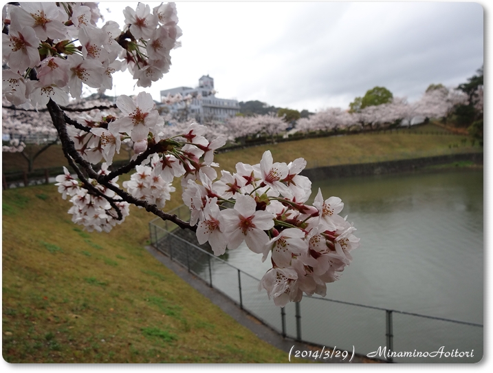 池にかかる桜2014･3･29 134