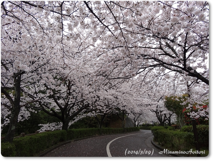 桜トンネル2014･3･29 203