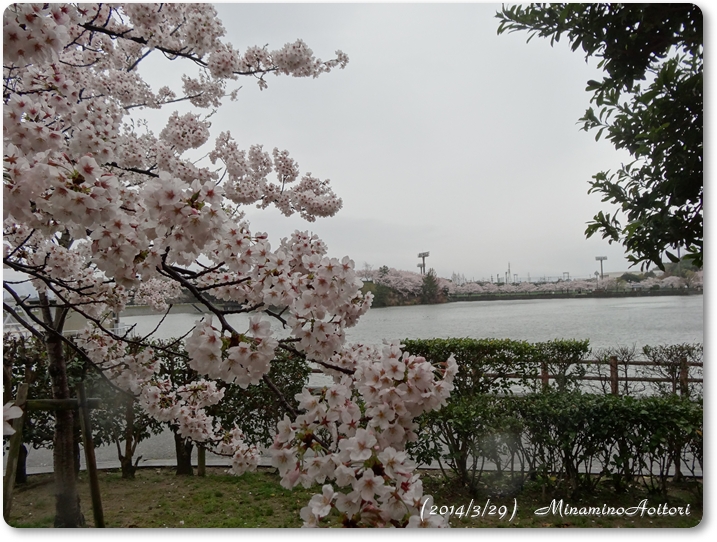 桜・池2014･3･29 009