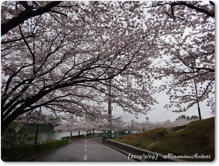 桜・グランド横2014･3･29 238