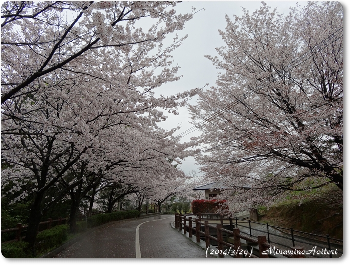 桜・カーブ2014･3･29 269