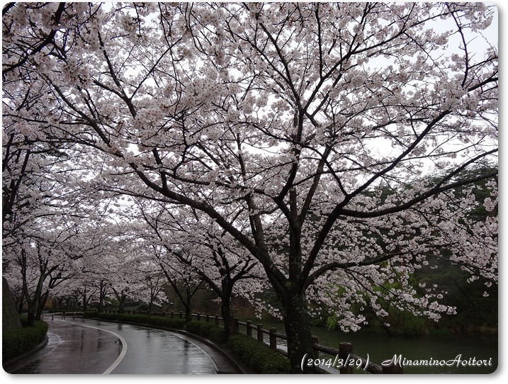 桜・2014･3･29 187