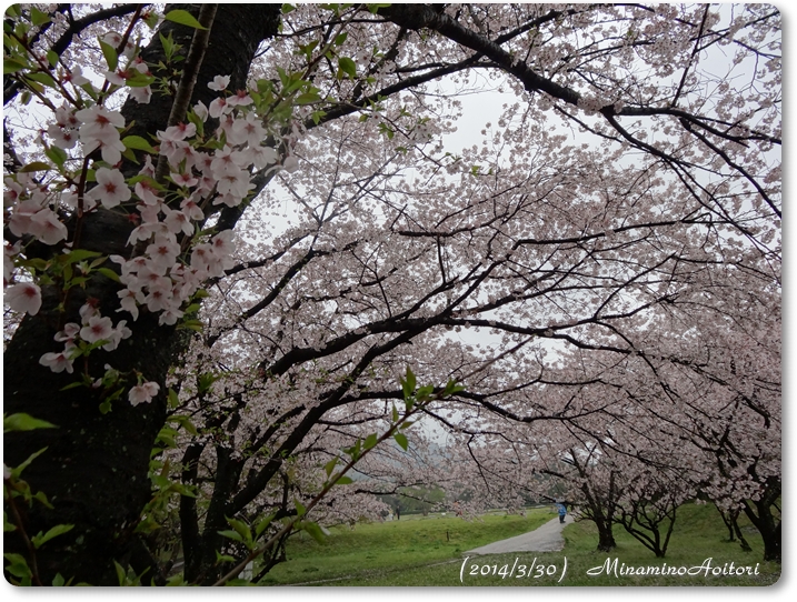桜枝2014･3･30 017