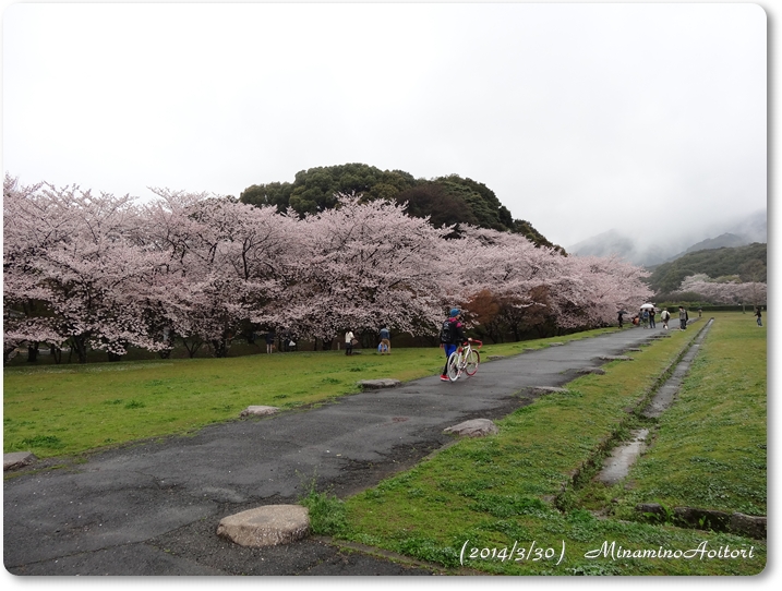 桜並木と自転車2014･3･30 022