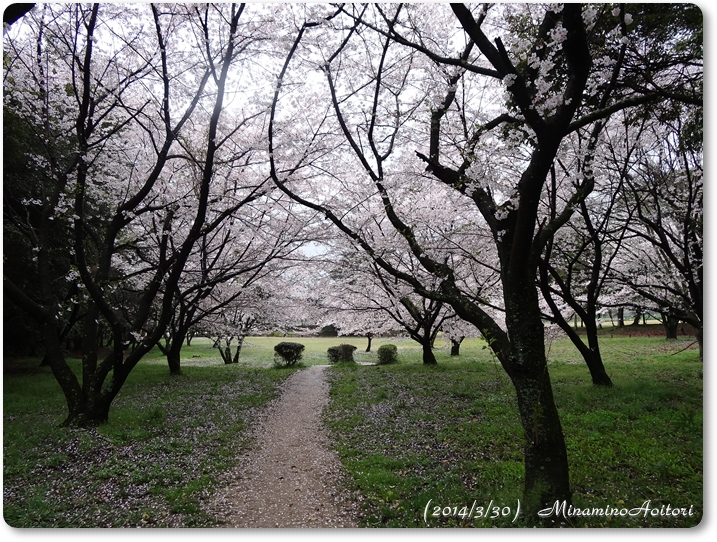 桜木立2014･3･30 300
