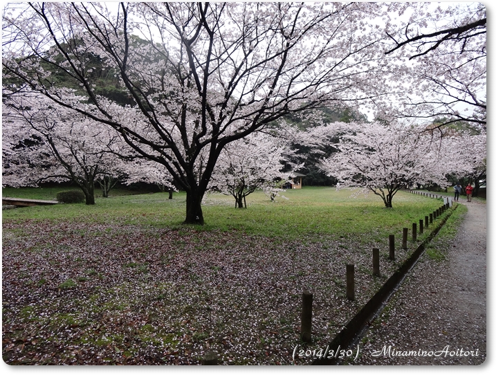 桜木立2014･3･30 262