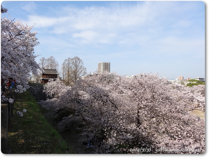 櫓と桜と空2014･3･31 436