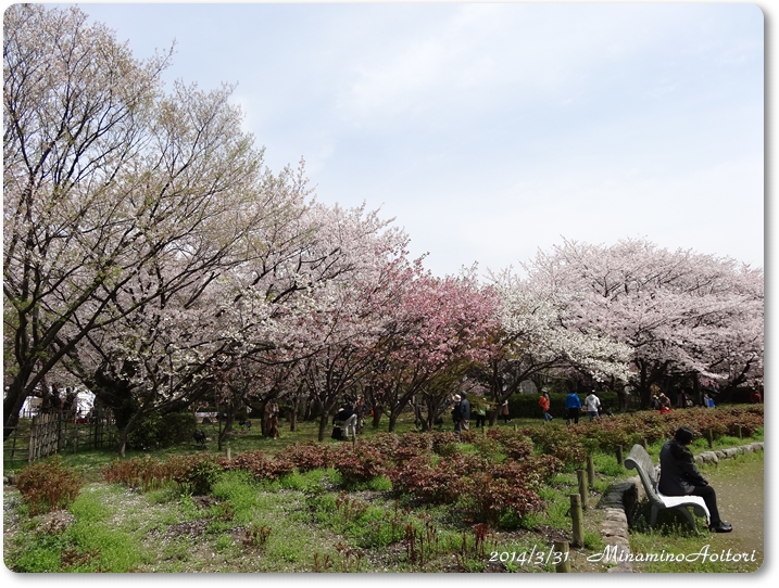 シャクナゲ園桜並木2014･3･31 175