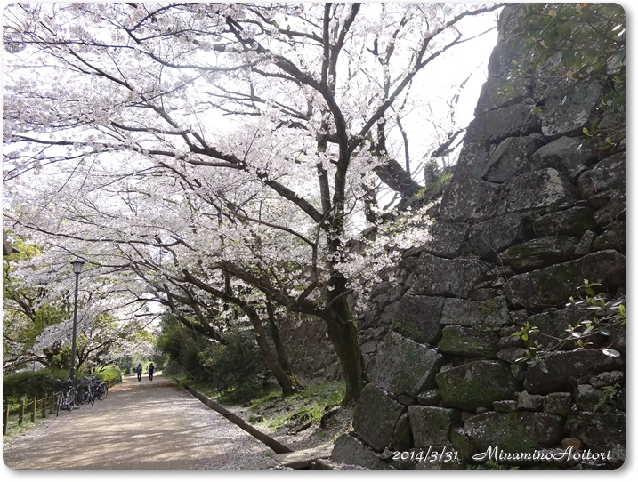 石垣と桜並木2014･3･31 330