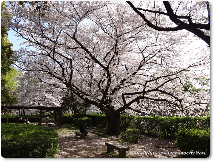 大きな桜の木と椅子2014･3･31 421