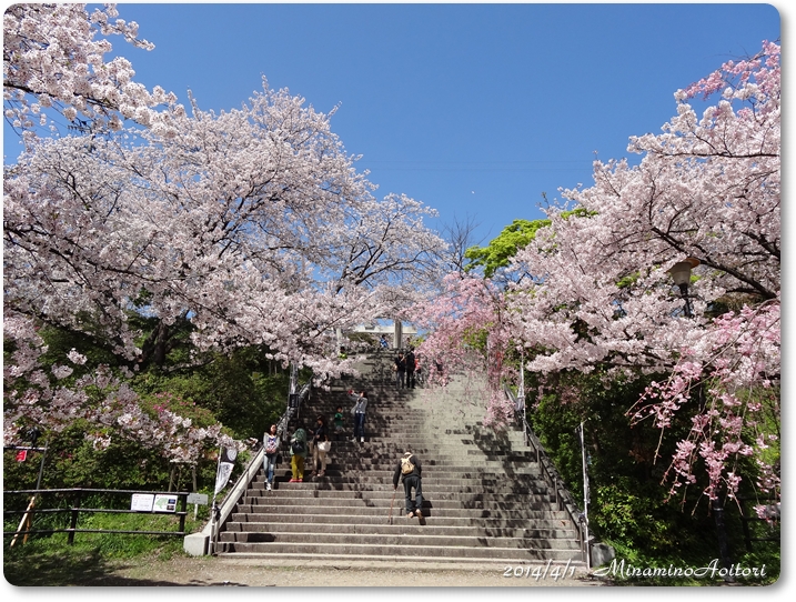 階段桜2014･4･1 009