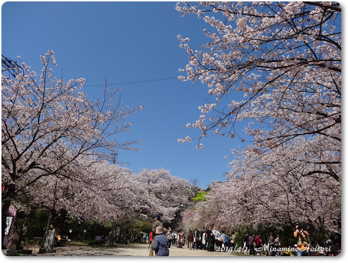 ひろば桜2014･4･1 008