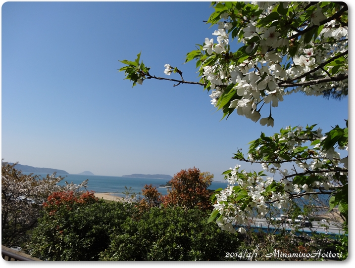 桜アップと海2014･4･1 132