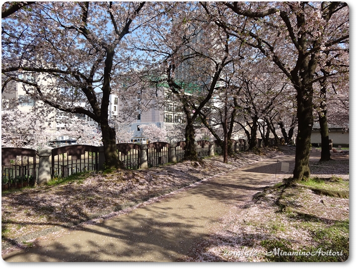 桜木立と花びら2014･4･3 076