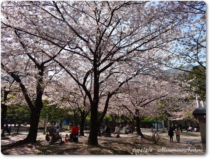 ひろば桜並木2014･4･3 056