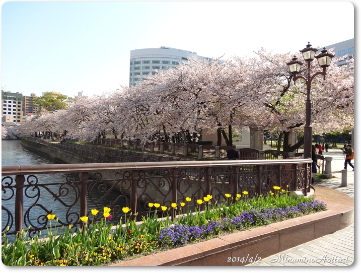 桜並木とチューリップ2014･4･3 048