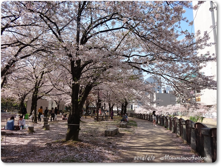 川沿い桜2014･4･3 015