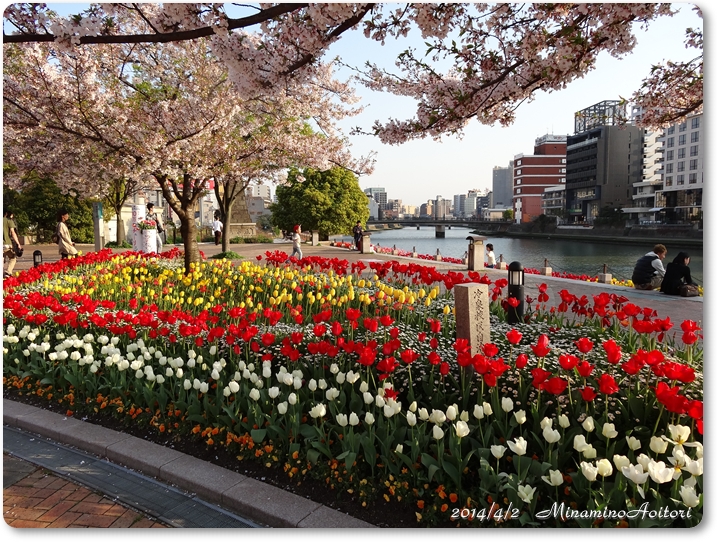 清流公園桜とチューリップ2014･4･3 283