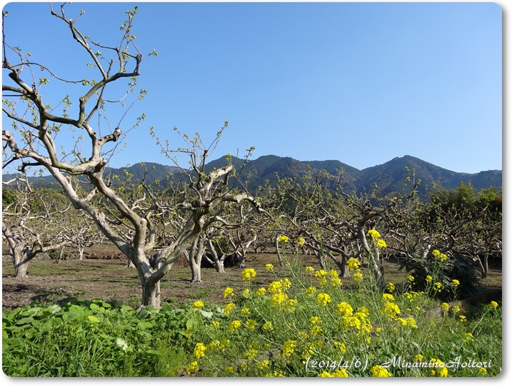 耳納連山のふもとの柿畑と菜の花2014･4･6 166