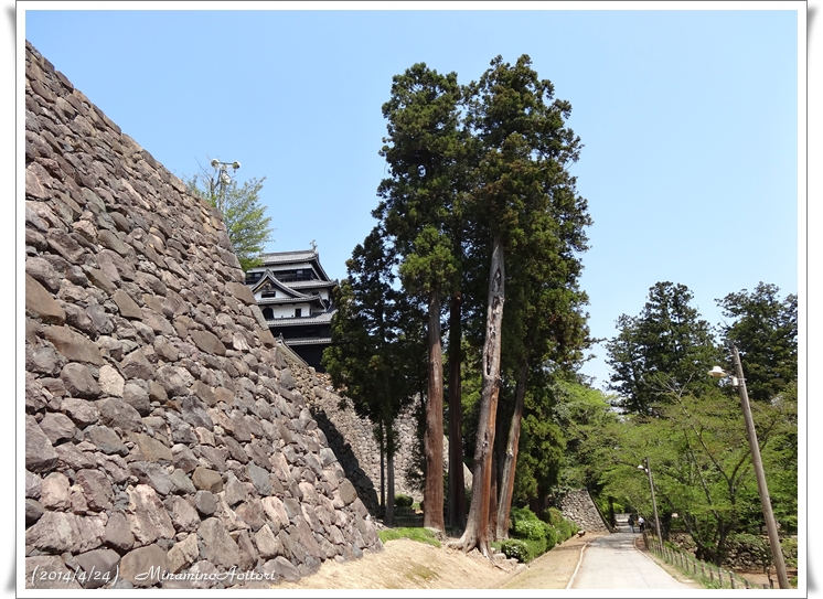 松江城と石垣と大杉2014･4･23~25 331