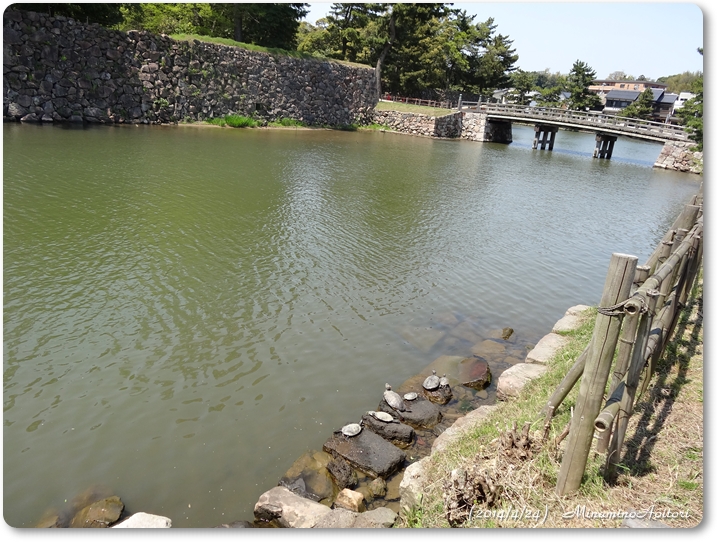 亀とお堀と石垣2014･4･23~25 612