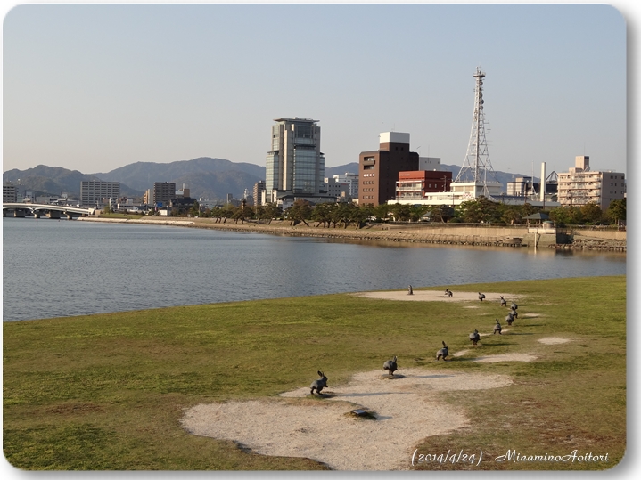 宍道湖うさぎ2014･4･23~25 690