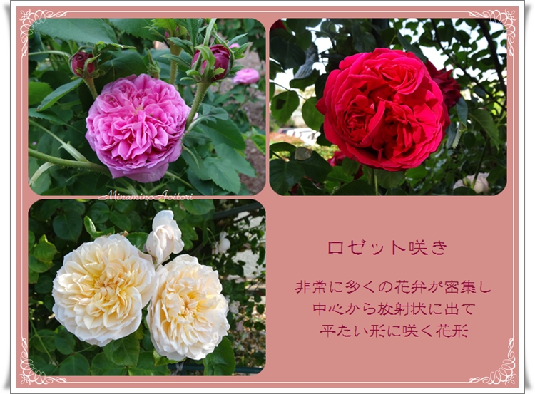 ロゼット咲きレイアウト2014・5・19