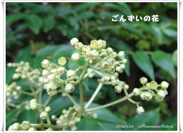 ごんずいの花2014･5･22 019