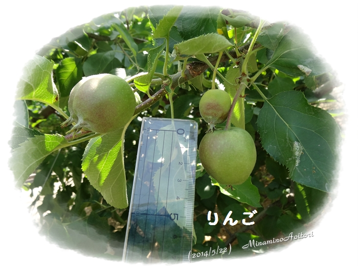 りんご2014･5･22 031