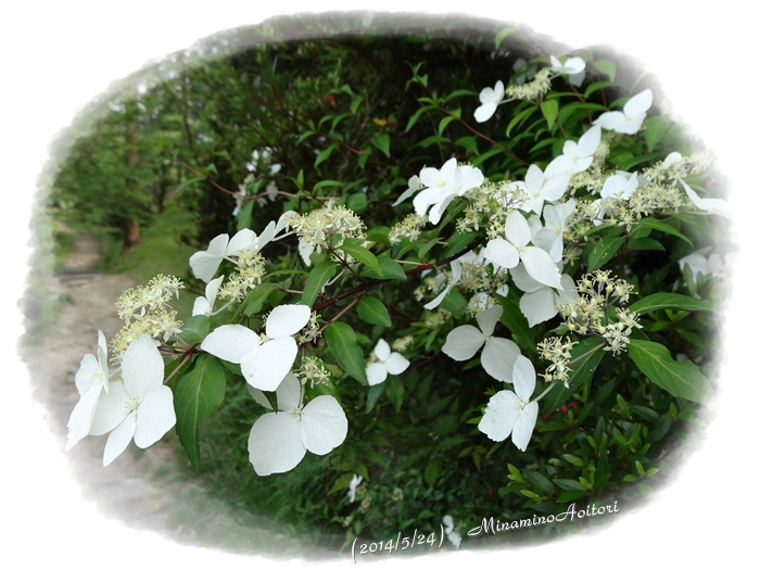 白い花2014･5･24 015