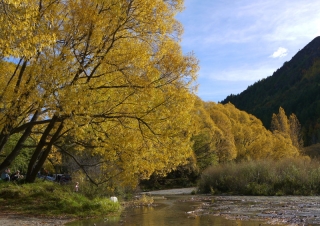アロー川沿いの黄葉の様子