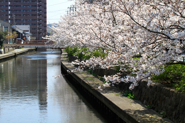 米子　鴨川　桜並木　花見