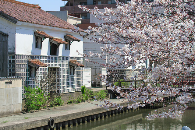 米子　鴨川　桜並木　花見