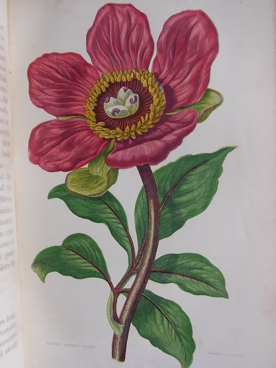 Antique Botanical Printに描かれた日本の花 アンティーク版画