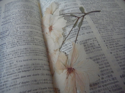 今年も辞書に桜を追加